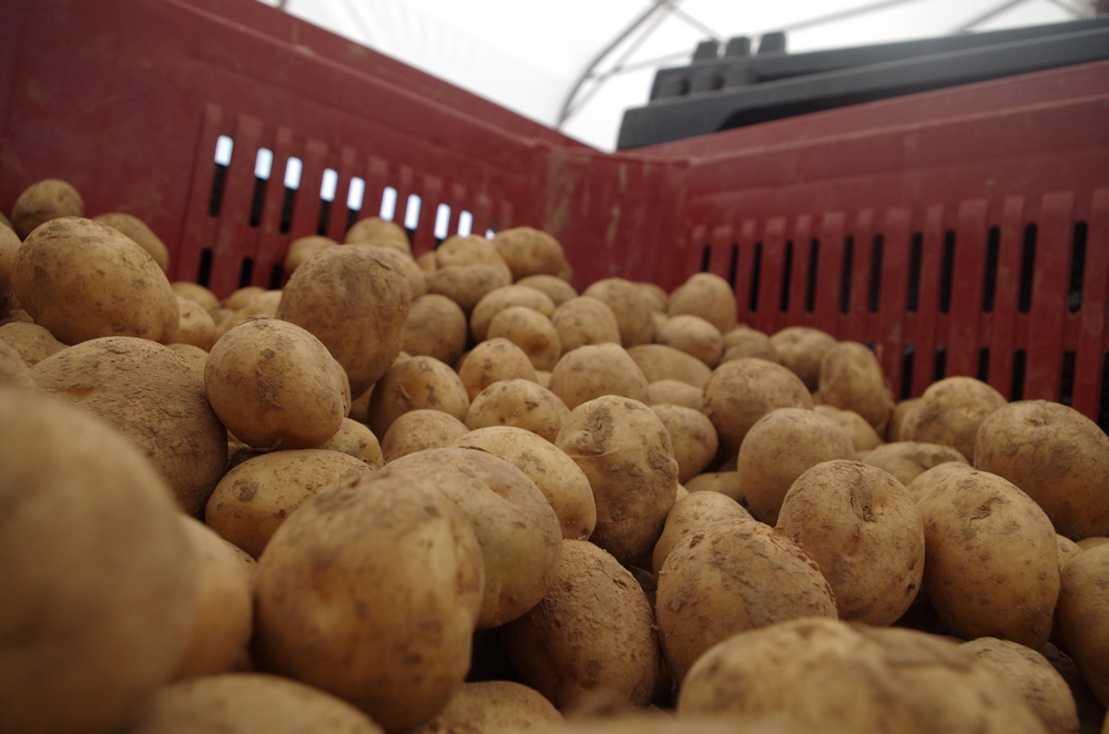 pomme de terre