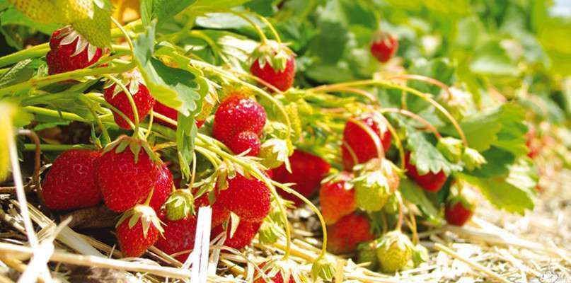Fraises sur un beau lit de paille