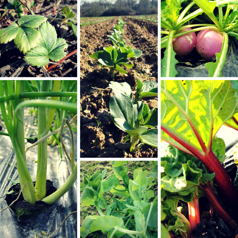 fève, petits pois, rhubarbe, fraise, navet, oignon
