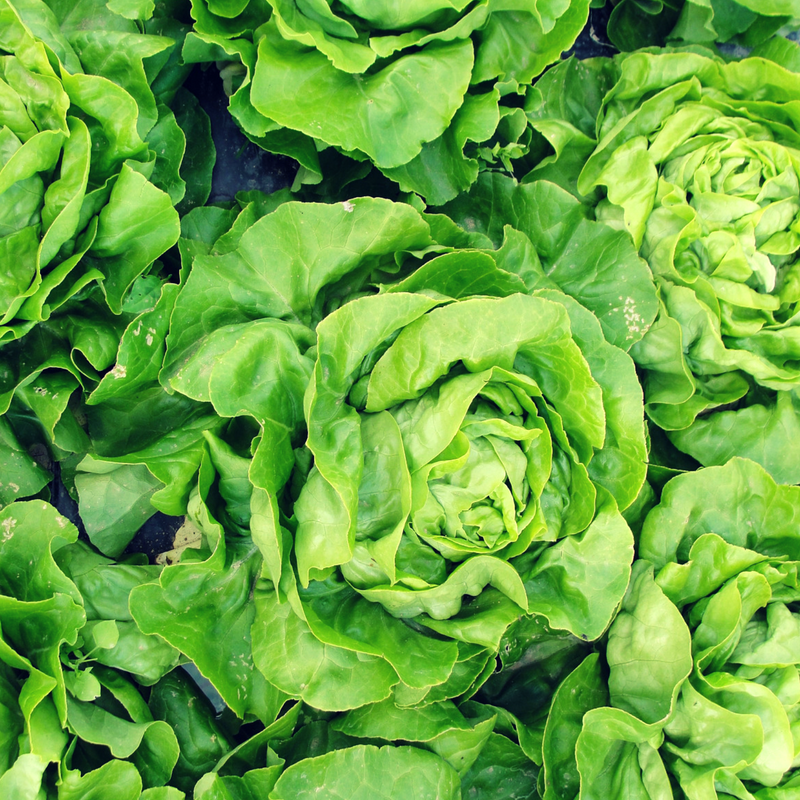 Salade