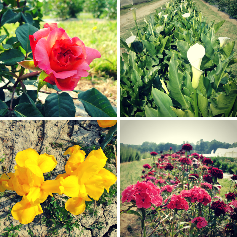 Fleurs à cueillir