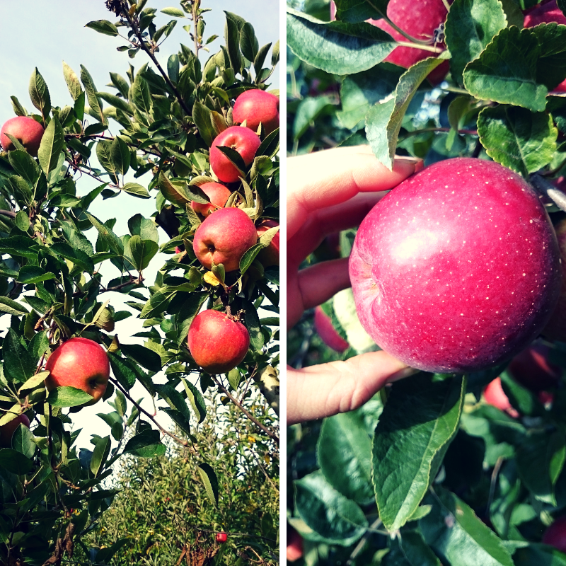 pomme
