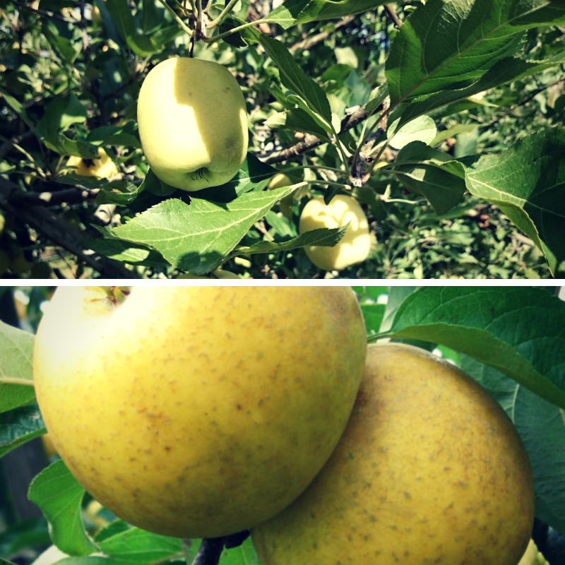 pomme