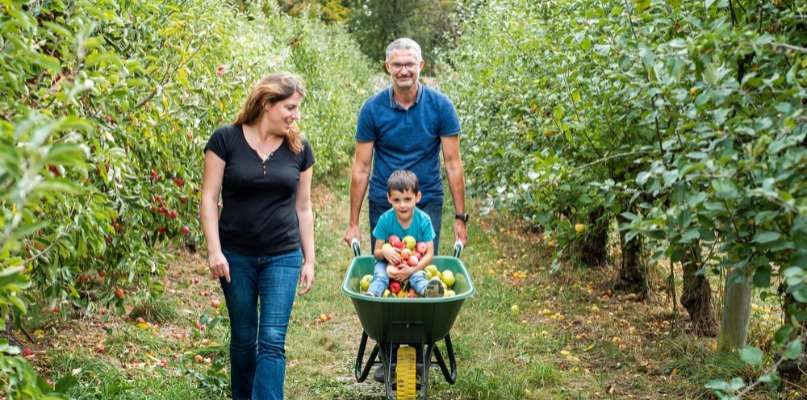 On tombe dans les pommes !
