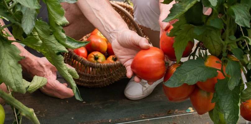 Tomates