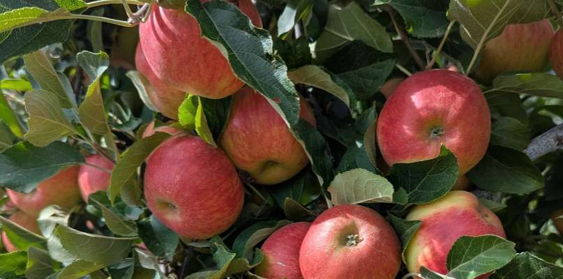 pomme Elstar