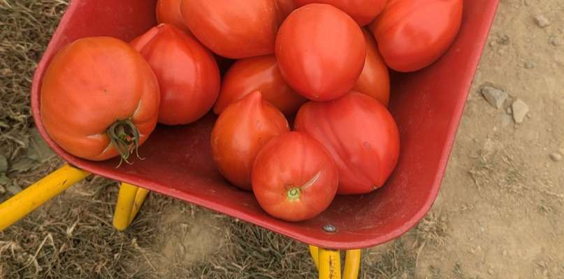 Tomates