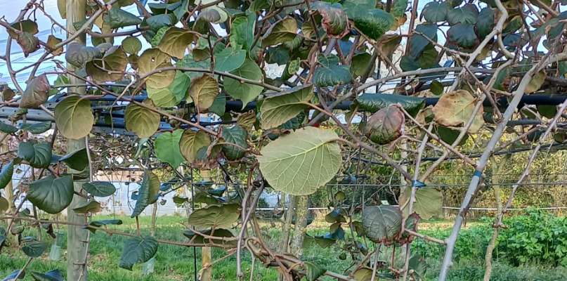 Kiwis