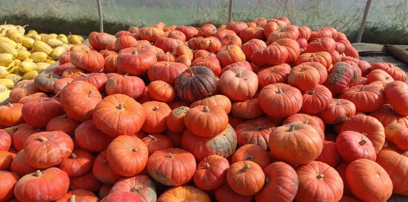 courge