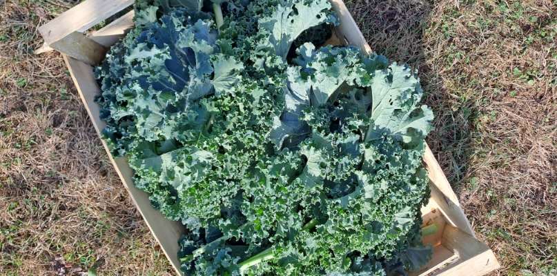 Salade de chou kale