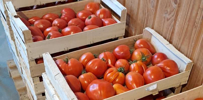 tomates ancienne