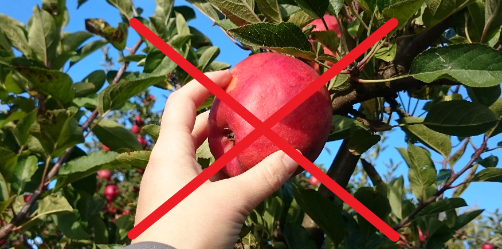 pomme