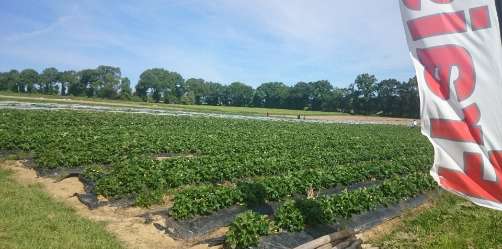 champs de fraises