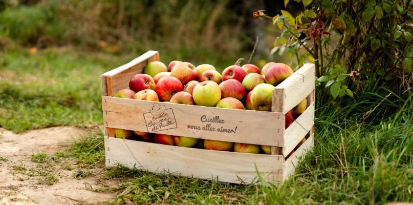 caisse pomme