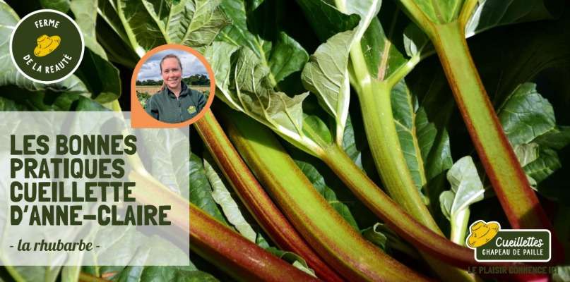 Les bonnes pratiques cueillettes de la rhubarbe