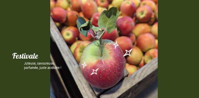 pommes de terre