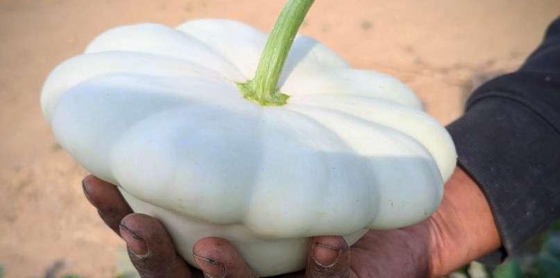 Les premières courges arrivent ...
