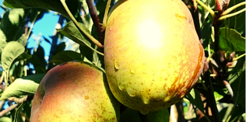 Pomme