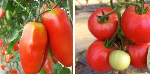 Tomates anciennes