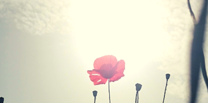 fleur