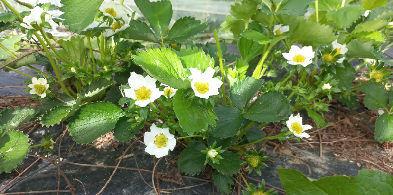 fraises