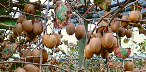 kiwis