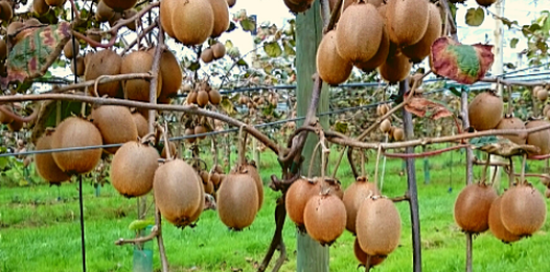 Kiwis