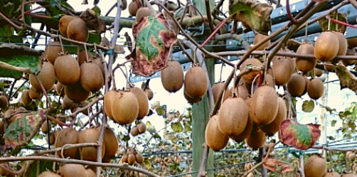 Kiwis