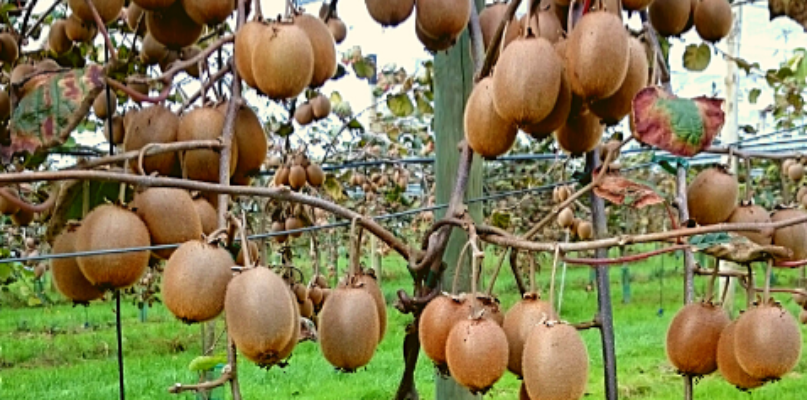 les kiwis
