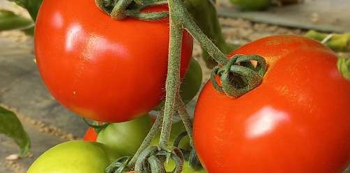 tomates