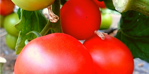 Tomates
