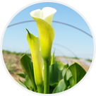 Arums