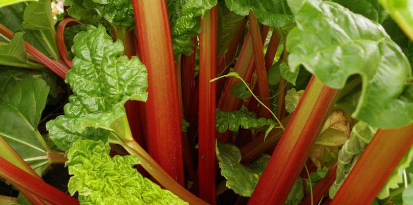 Rhubarbe