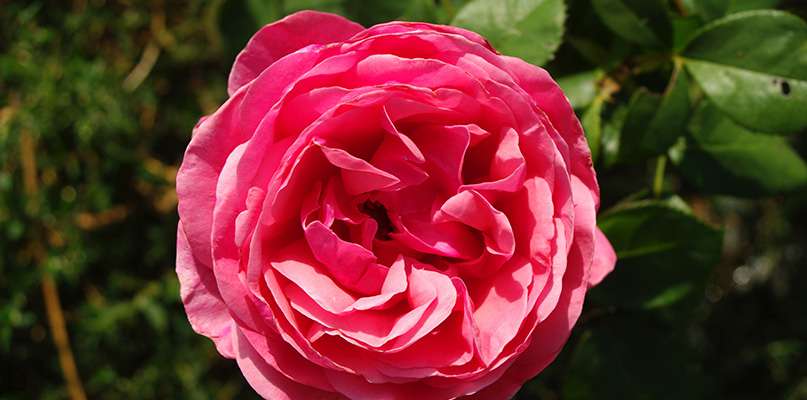 roses