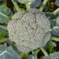 Ferme de la Réauté Brocoli