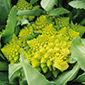 Ferme de la Réauté Chou romanesco