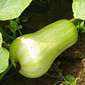 Ferme de la Réauté Le butternut