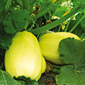 Ferme de la Réauté La courge spaghetti