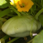 Ferme de la Réauté Le pâtisson