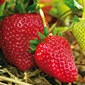 Ferme de la Réauté Fraises de saison