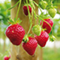Ferme de la Réauté Fraises remontantes