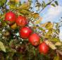 Ferme de la Réauté Braeburn