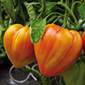 Ferme de la Réauté Tomate Cœur de Bœuf