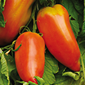 Ferme de la Réauté Tomate des Andes