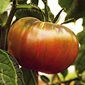 Ferme de la Réauté Tomate noire de Crimée